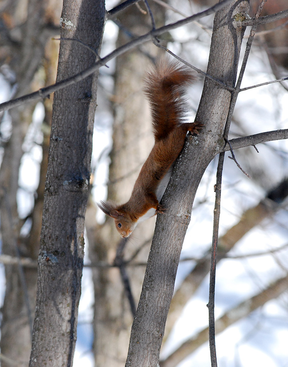 Sciurus vulgaris. Varie localit